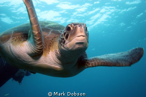 A friendly turtle followed us on a number of dives off Te... by Mark Dobson 